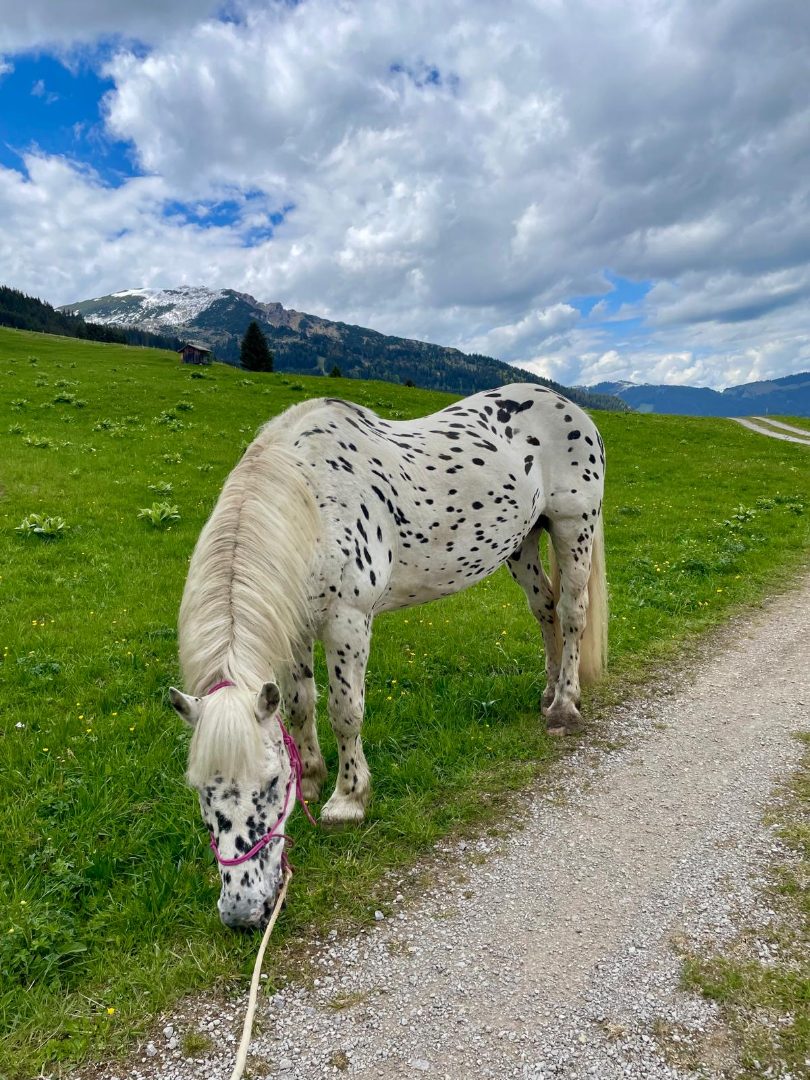 Foxy auf der Alm