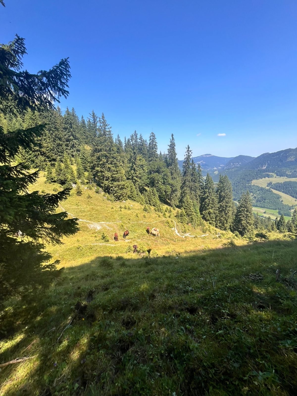 Wald