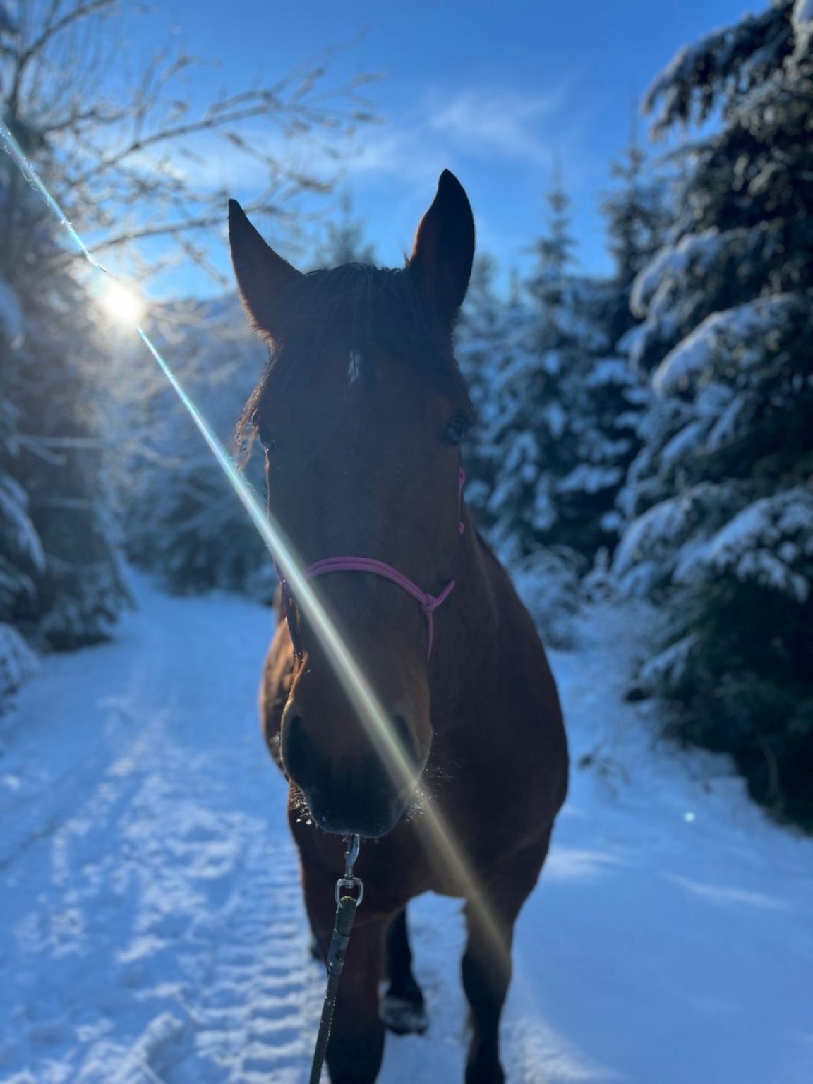Pferd im Winterwald im Gegenlicht