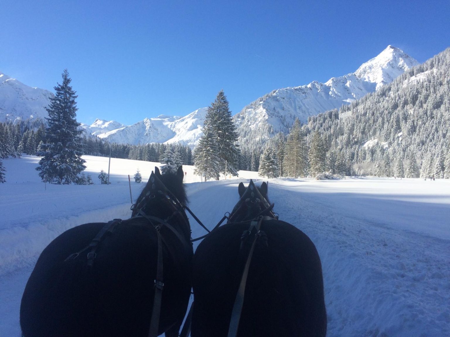 Pferdeschlittenfahrt durch die Winterlandschaft