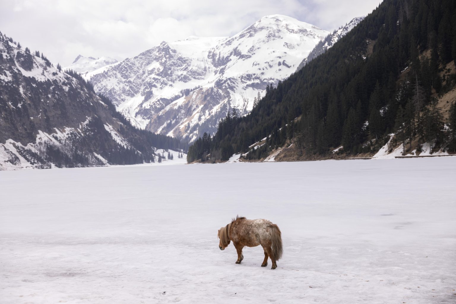 Pony auf dem zugefrorenen See im Tannheimer Tal
