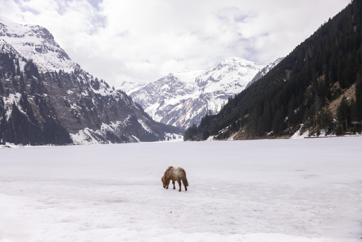 Pony im Schnee vor Winterwald